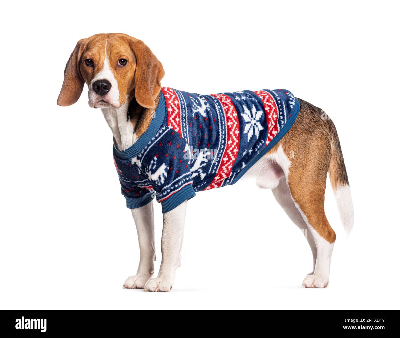 Beagle indossa un cappotto invernale, isolato su bianco Foto Stock