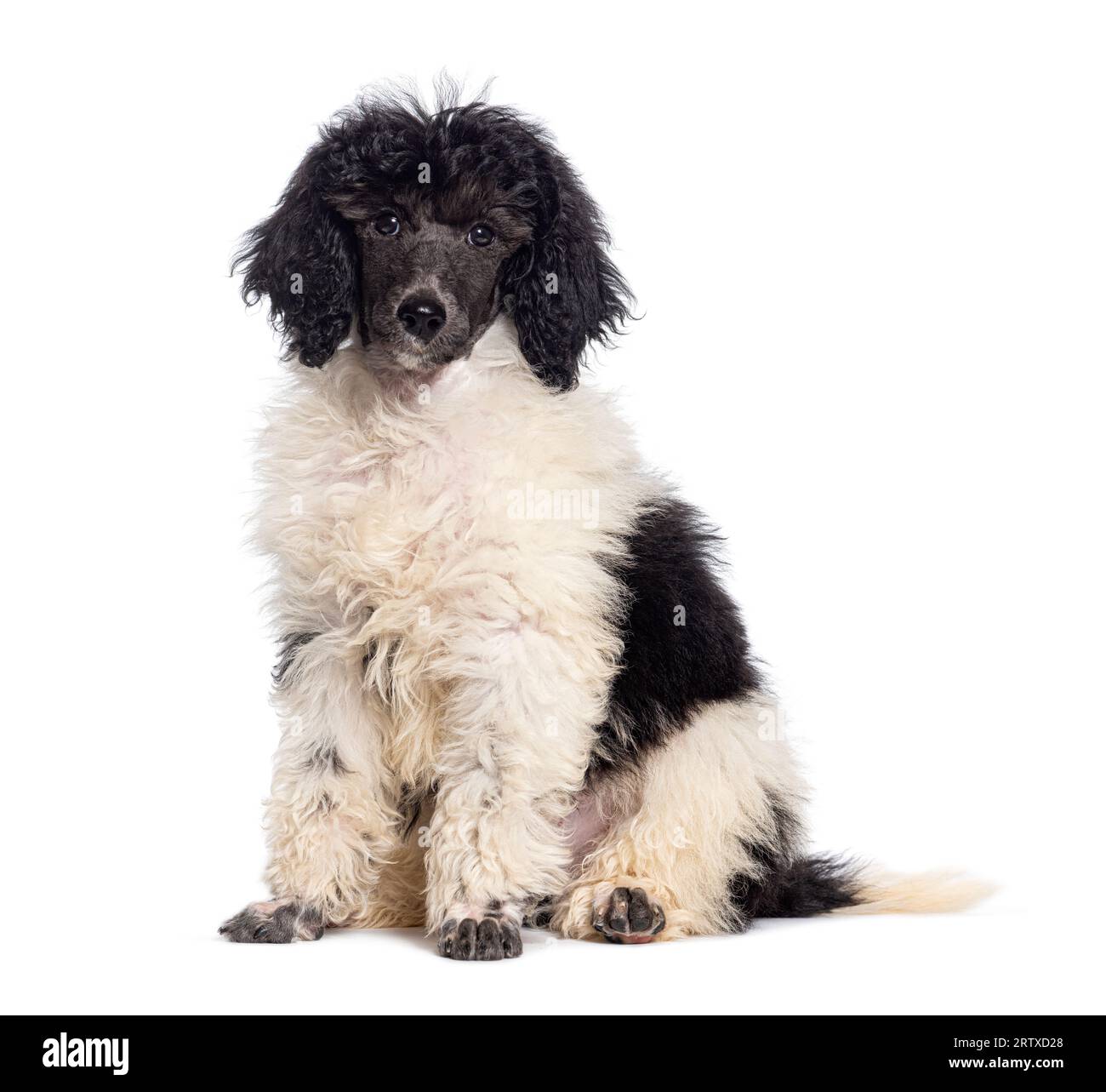 Cane Royal Poodle bianco e nero seduto, isolato su bianco Foto Stock