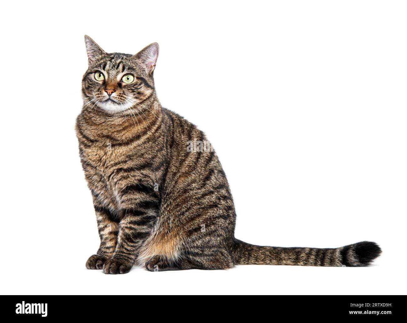 Tabby gatto incrociato che aspetta, seduto a guardare lontano con invidia, isolato su bianco Foto Stock