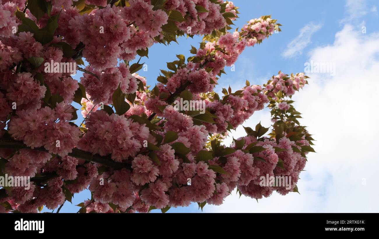 Rami di Sakura cosparsi di lussureggianti boccioli rosa che si estendono verso il cielo terso, frutta fiorita e alberi ornamentali in primavera Foto Stock