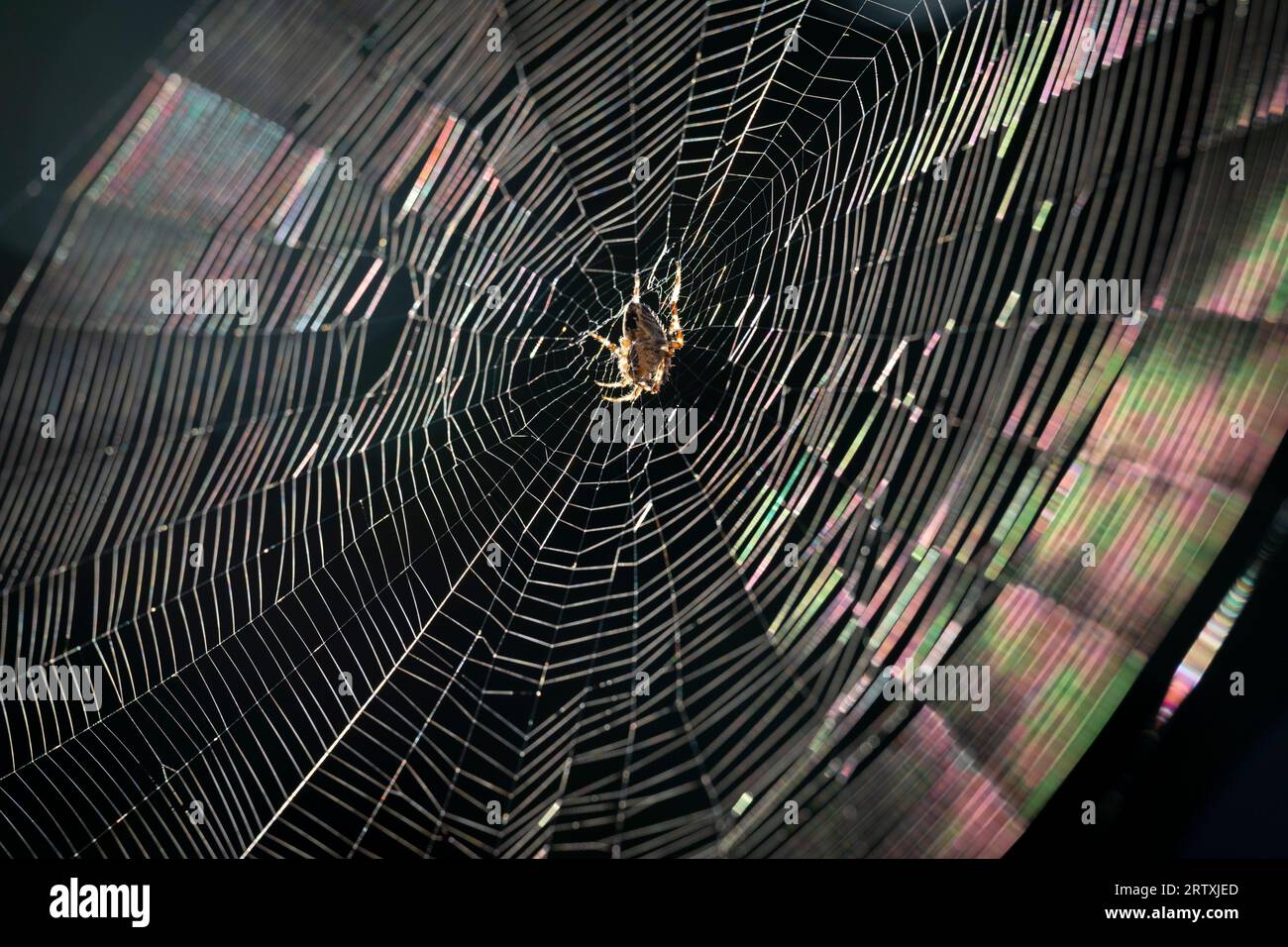 Un ragno comune (Araneus diadematus) gira una rete circolare di sfere nel giardino posteriore di una casa a sud di Londra, il 15 settembre 2023, a Londra, in Inghilterra. Foto Stock