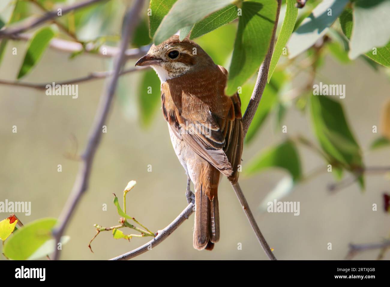 Shrike giovanile con sostegno rosso (Lanius collurio), parco nazionale di Etosha, Namibia Foto Stock