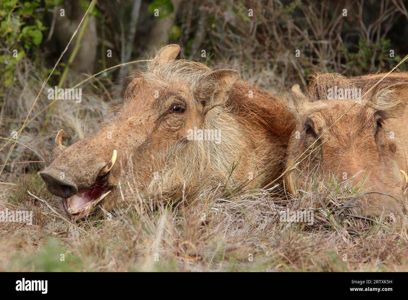Warthogs, Addo Elephant National Park, Sudafrica Foto Stock
