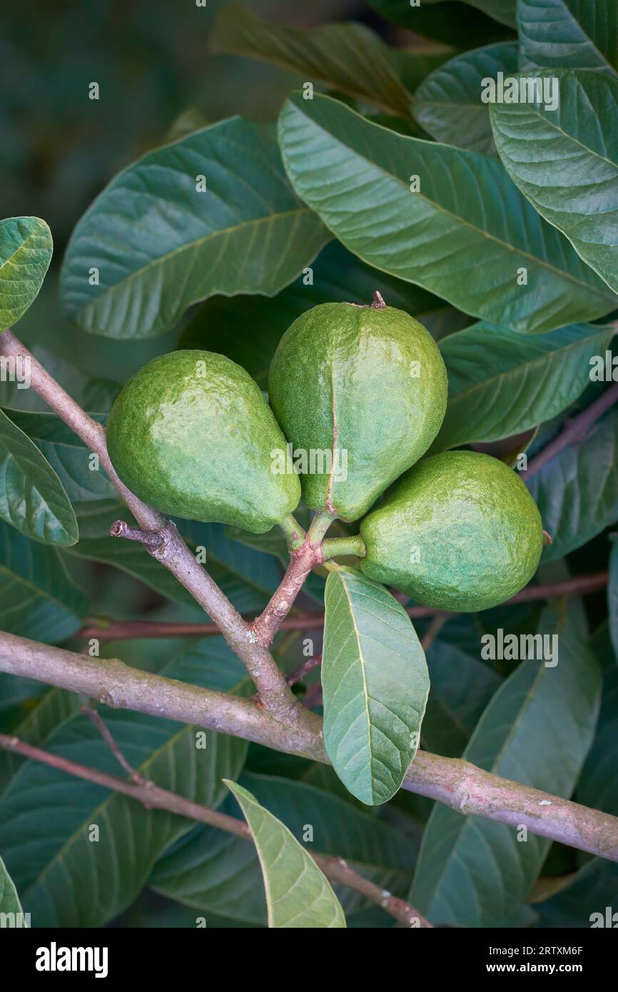 primo piano di frutta di guava sul ramo dell'albero, frutto tropicale comune a forma di pera che può essere mangiato fresco o utilizzato in varie applicazioni culinarie Foto Stock