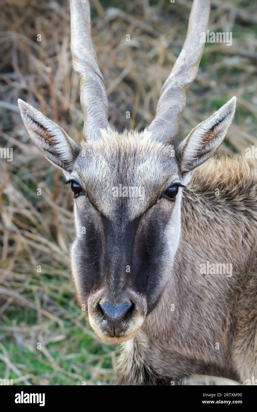 Eland Cow, Kruger National Park, Sud Africa Foto Stock
