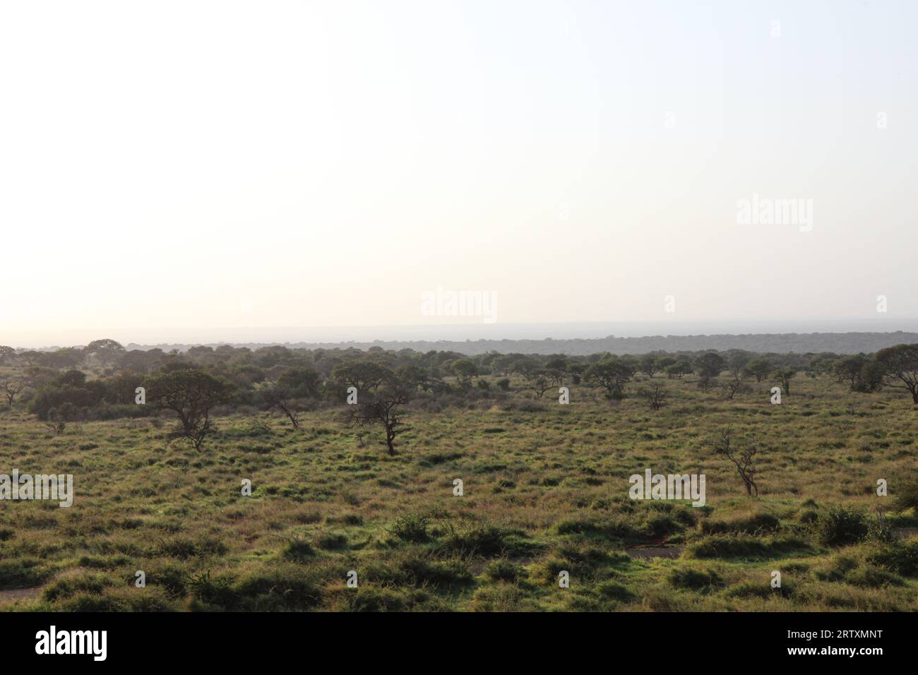 Il lussureggiante paesaggio della riserva di caccia Mkhuze o Mkuze, Zululand settentrionale, KwaZulu-Natal, Sudafrica Foto Stock
