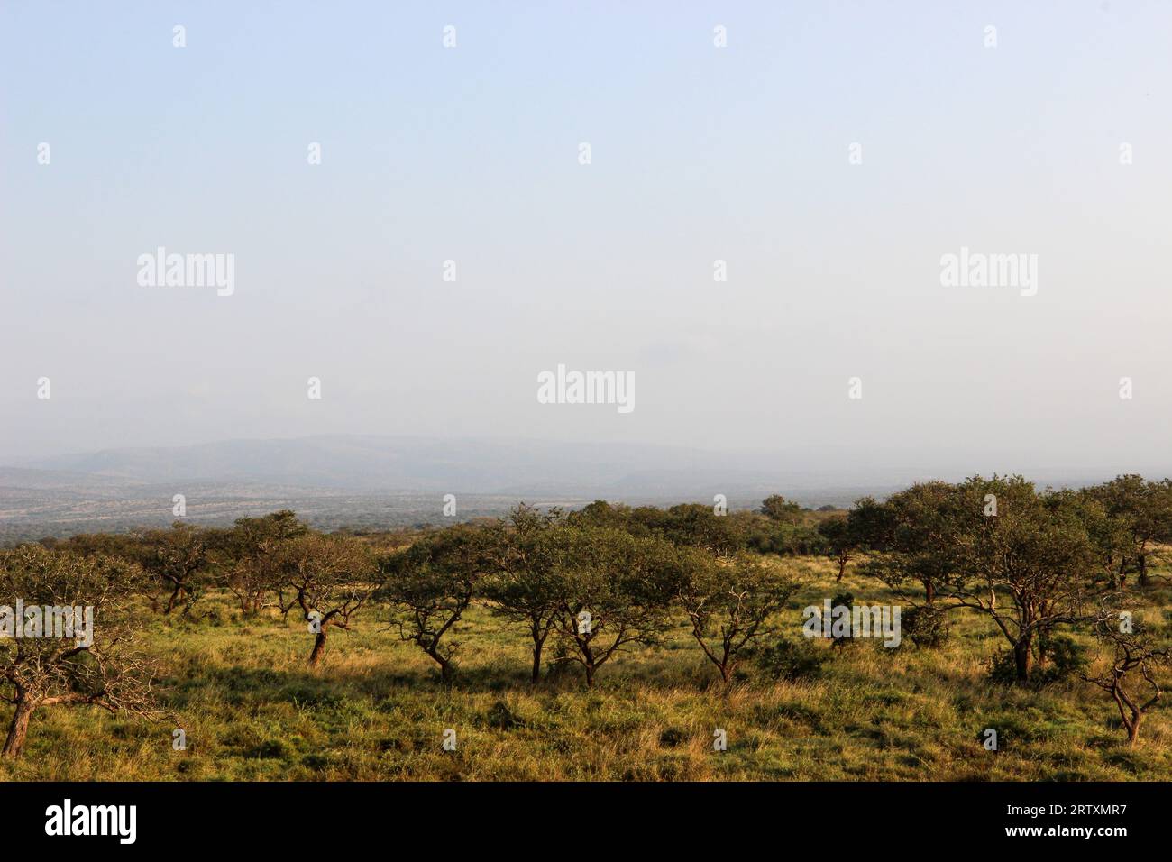 Il lussureggiante paesaggio della riserva di caccia Mkhuze o Mkuze, Zululand settentrionale, KwaZulu-Natal, Sudafrica Foto Stock