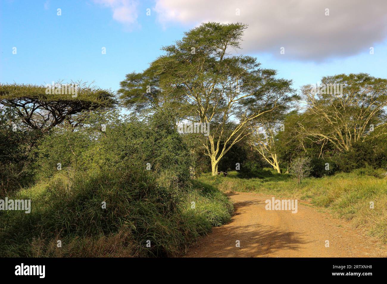 Fever Trees (Vachellia xanthophloea), Mkhuze o Mkuze Game Reserve, Zululand, KwaZulu-Natal, Sudafrica Foto Stock