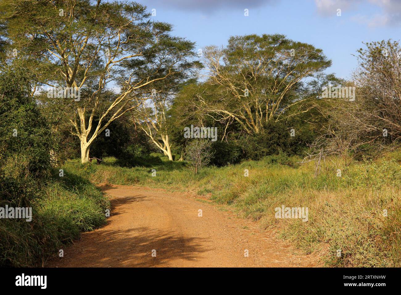 Fever Trees (Vachellia xanthophloea), Mkhuze o Mkuze Game Reserve, Zululand, KwaZulu-Natal, Sudafrica Foto Stock