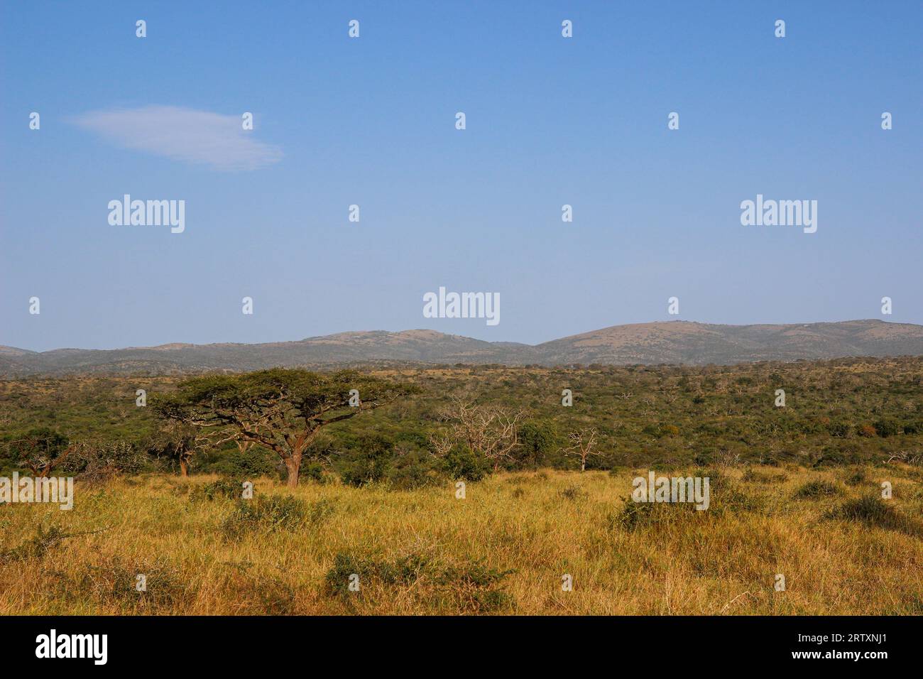Il lussureggiante paesaggio della riserva di caccia Mkhuze o Mkuze, Zululand settentrionale, KwaZulu-Natal, Sudafrica Foto Stock