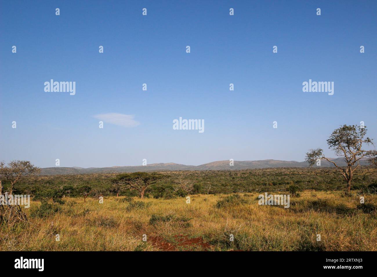 Il lussureggiante paesaggio della riserva di caccia Mkhuze o Mkuze, Zululand settentrionale, KwaZulu-Natal, Sudafrica Foto Stock