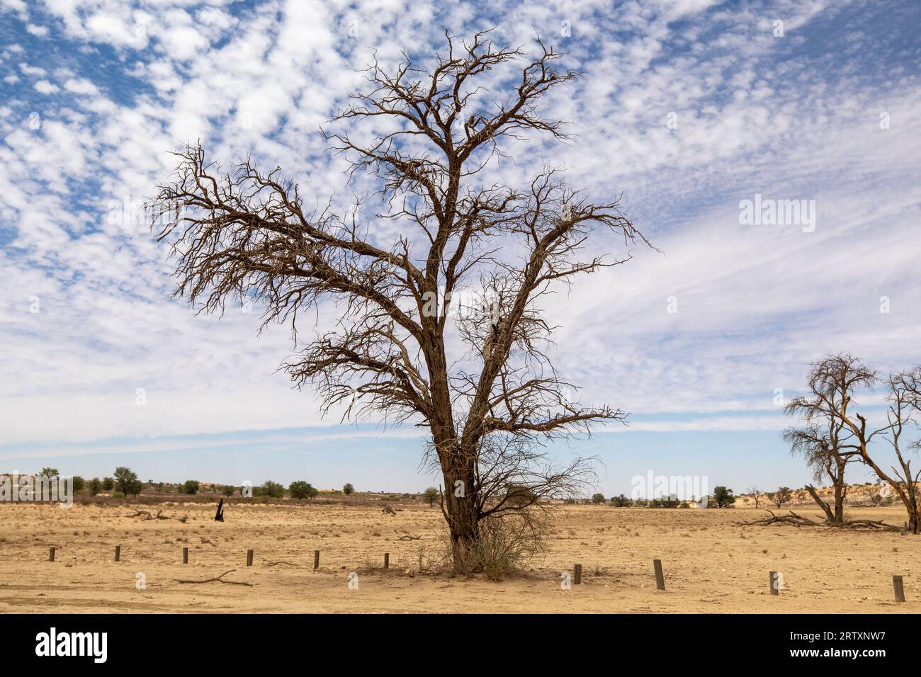 Paesaggio del Kalahari, Parco transfrontaliero di Kgalagadi, Sudafrica Foto Stock