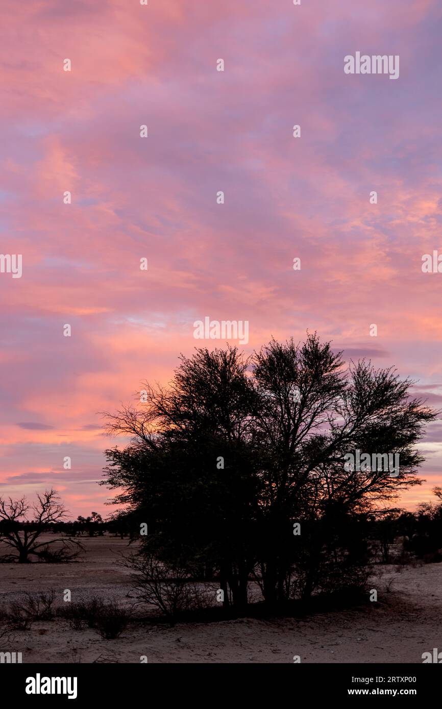 Tramonto e sagoma degli alberi, Kgalagadi Transborder Park, Kalahari, Sud Africa Foto Stock