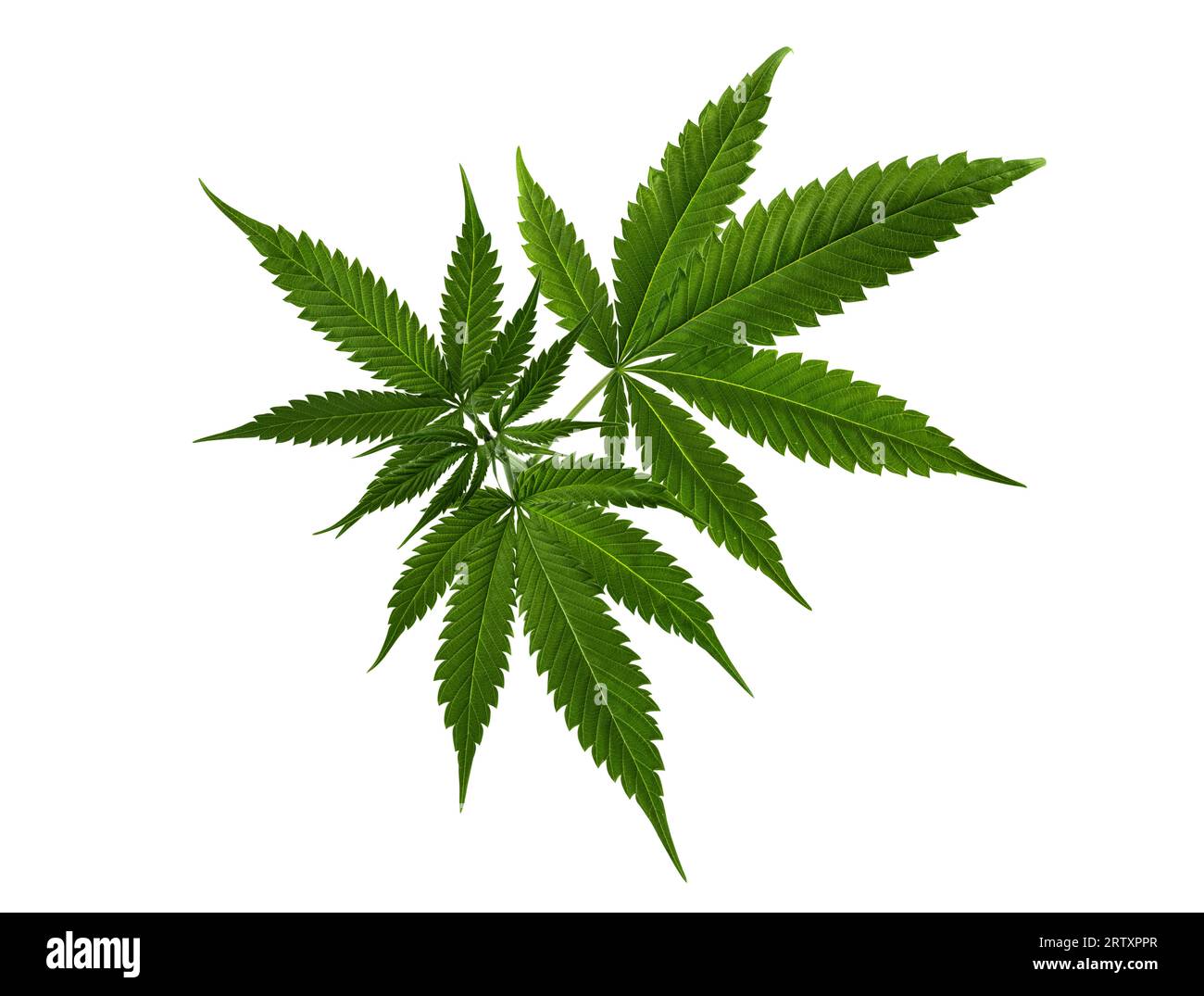 Foglia di canapa isolata su sfondo bianco. Marijuana, foglia di cannabis per il design. Foto Stock