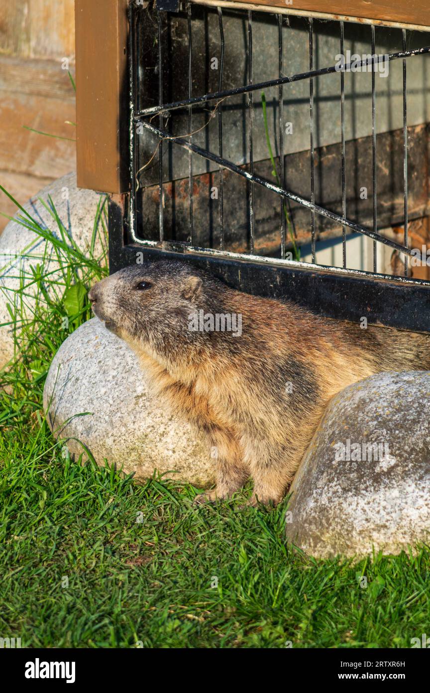 Una marmotta emerge dal suo nascondiglio in alto Adige, Italia Foto Stock