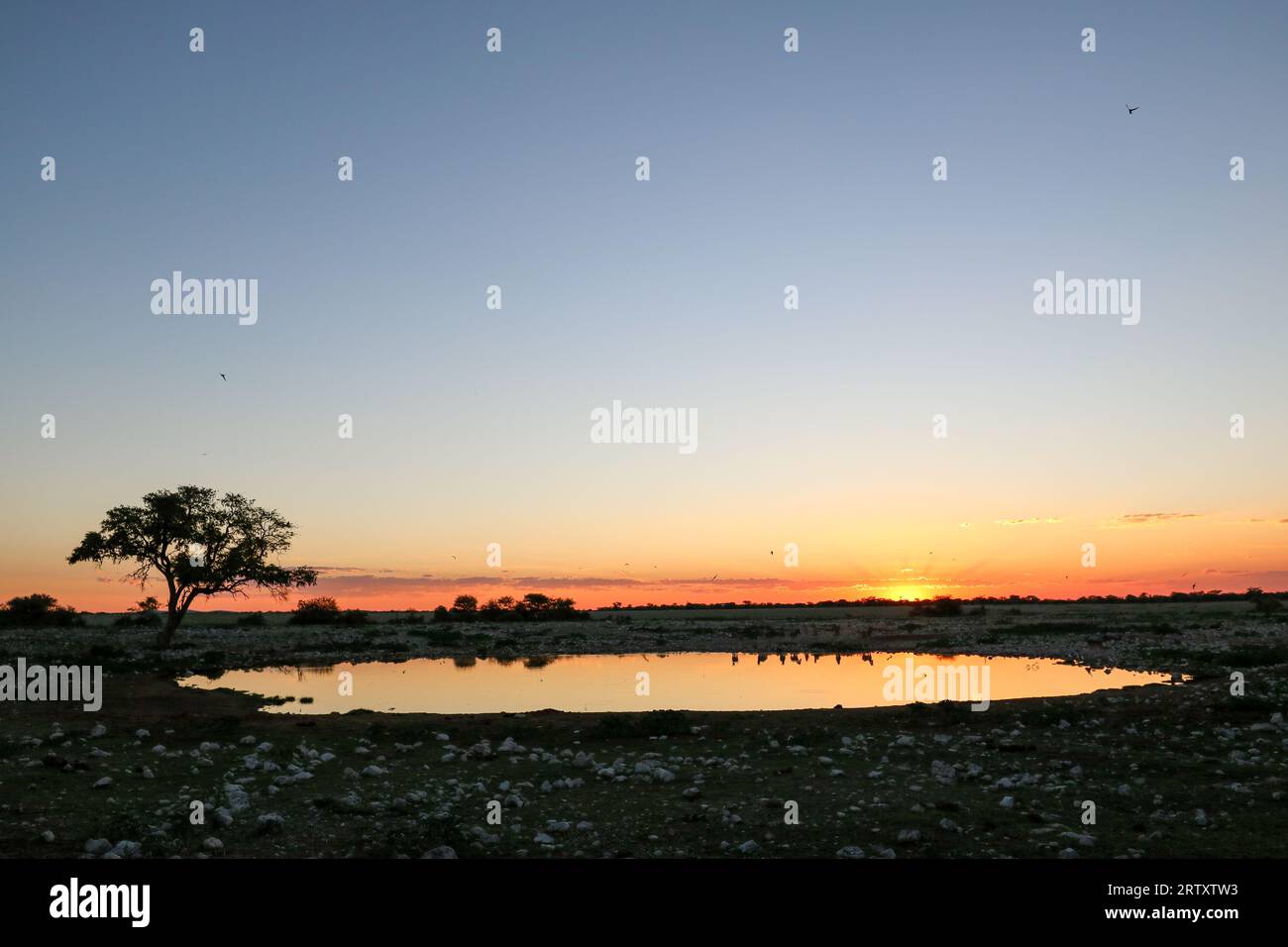 Okaukuejo waterhole al tramonto, il Parco Nazionale di Etosha, Namibia Foto Stock