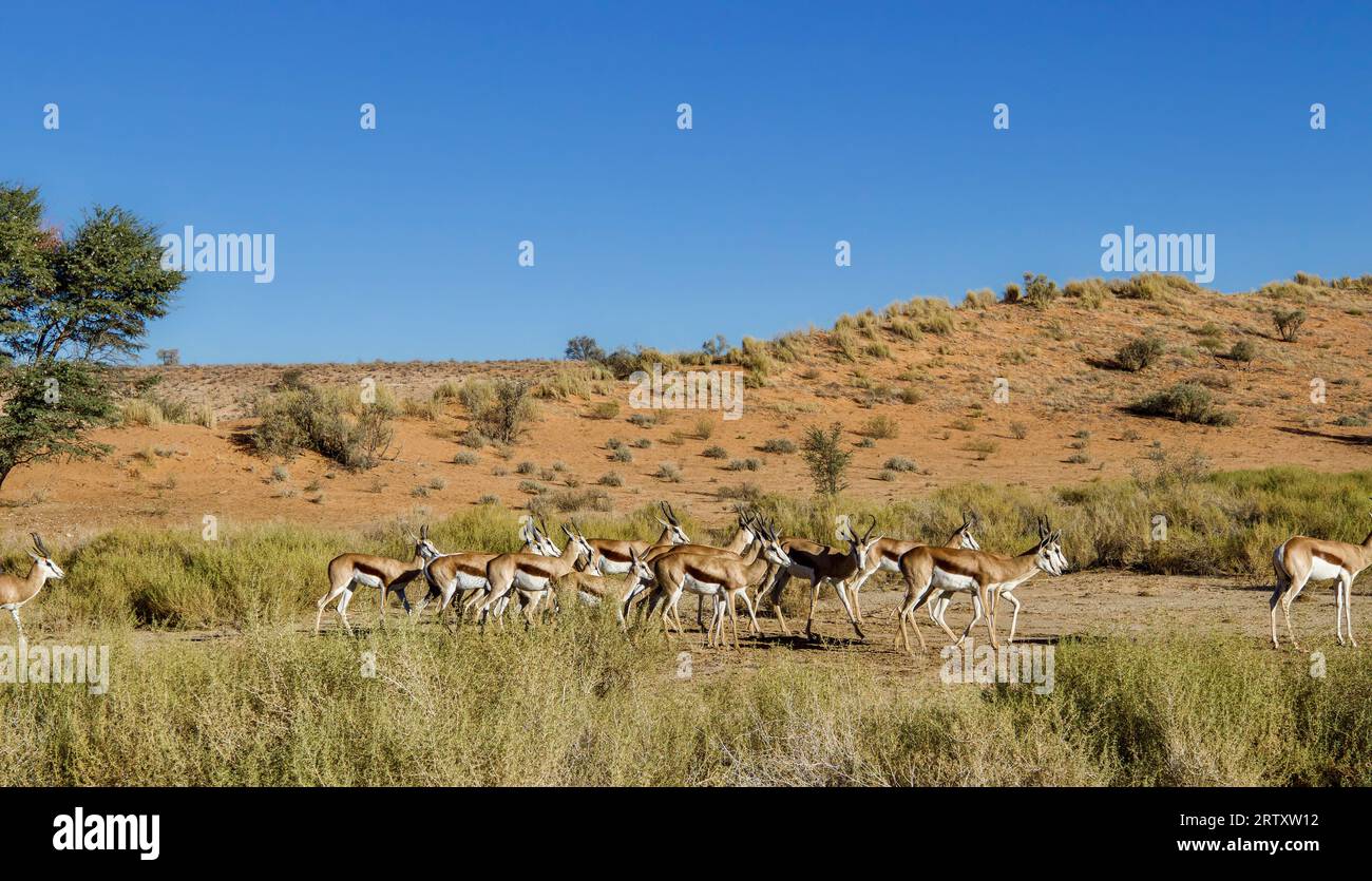 Mandria di springbok nel Kgalagadi Transborder Park, Kalahari, Sudafrica Foto Stock