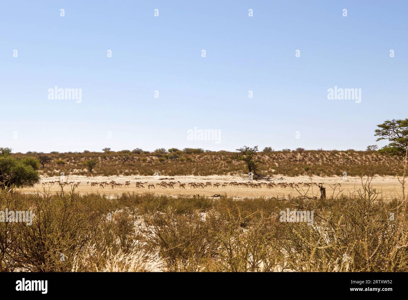 Mandria di springbok nel Kgalagadi Transborder Park, Kalahari, Sudafrica Foto Stock