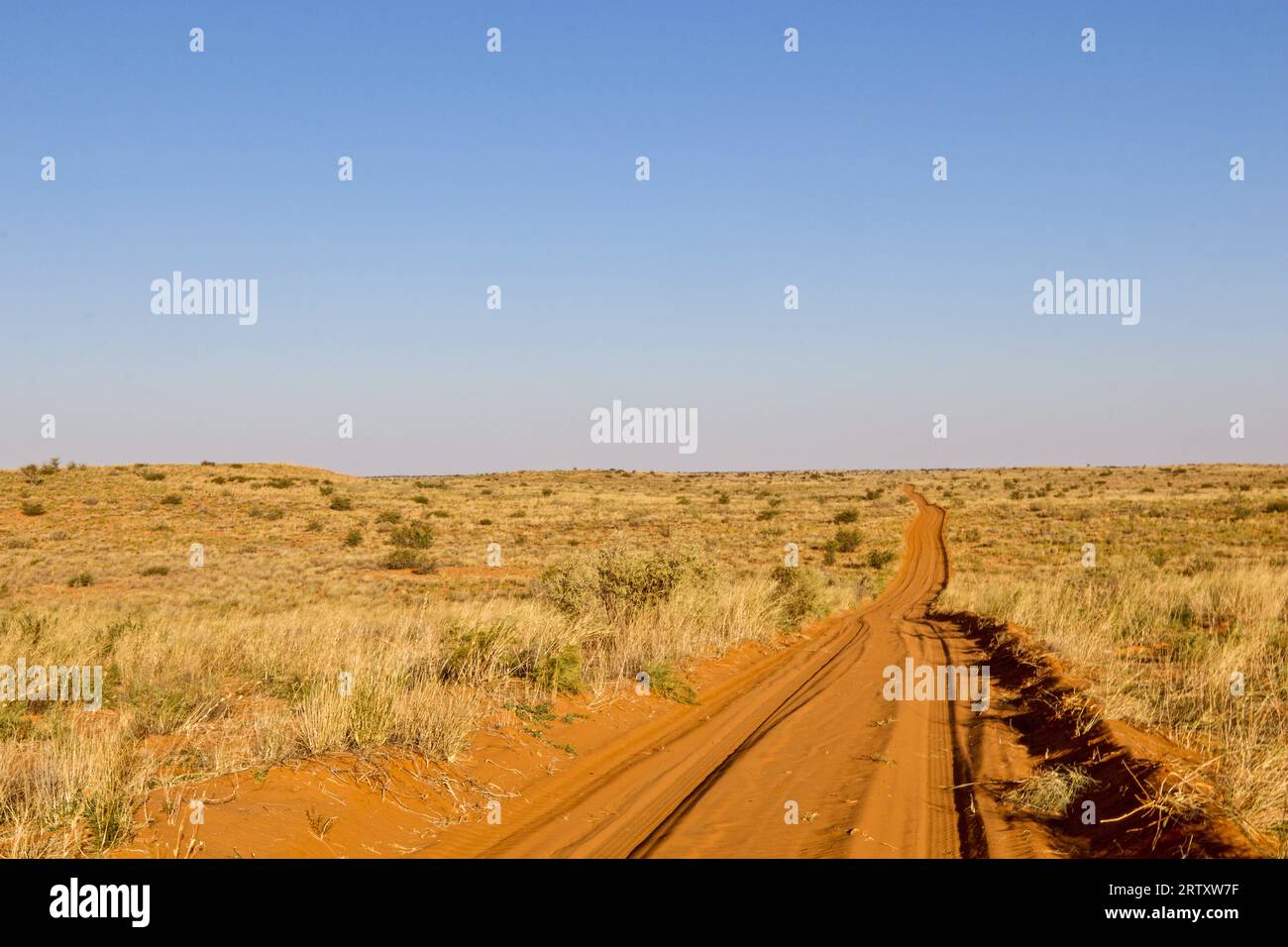 Strada sterrata aperta nel Parco transfrontaliero di Kgalagadi, Kalahari, Sudafrica Foto Stock