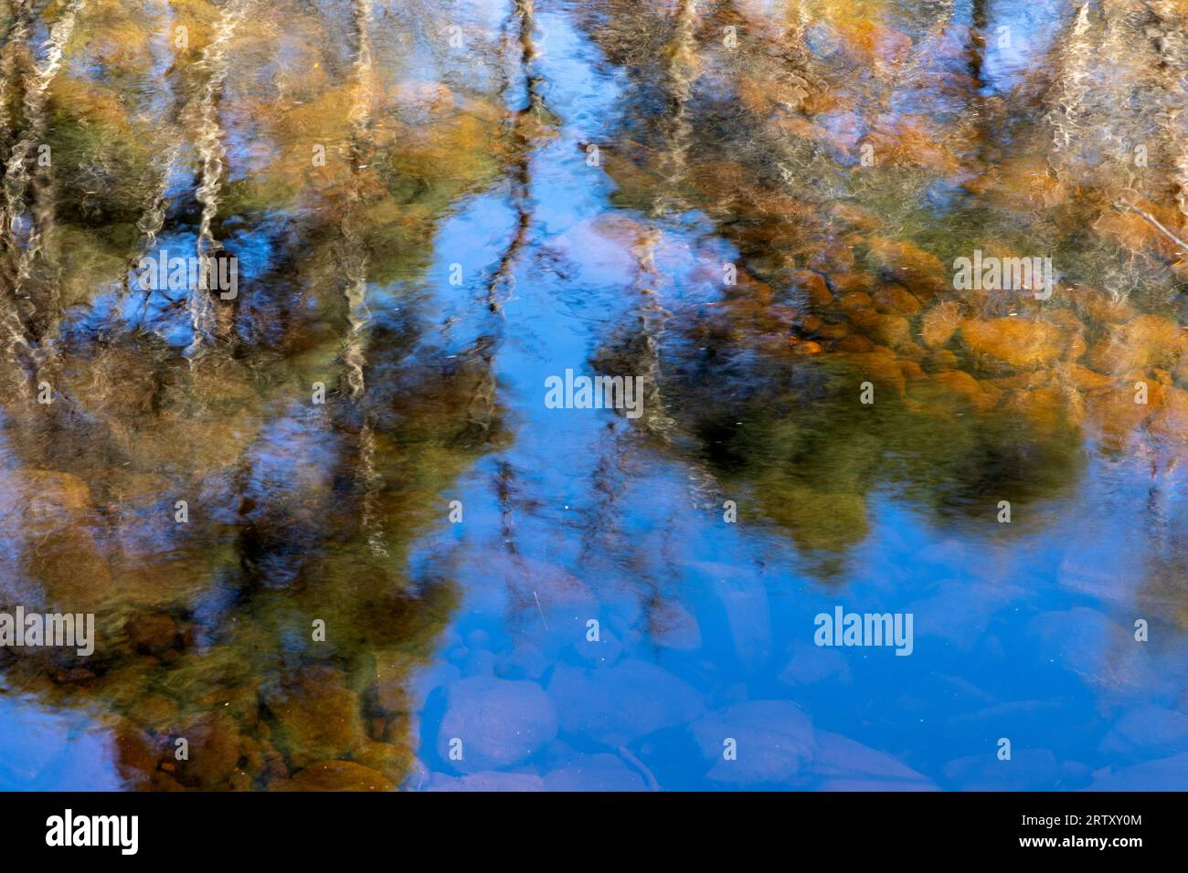 La riflessione di alberi in acqua Foto Stock