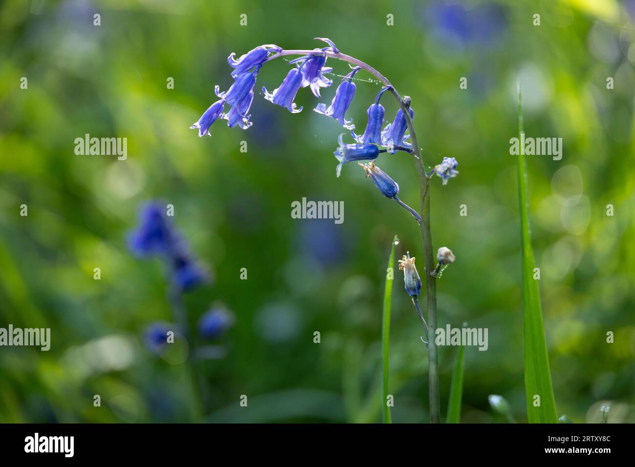 Wild Native British Bluebell, Hyacinthoides non-scripta Foto Stock