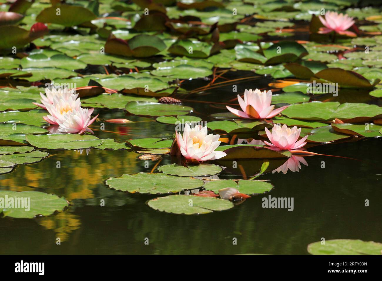 Ninfee nella piscina del giardino botanico. Foto Stock