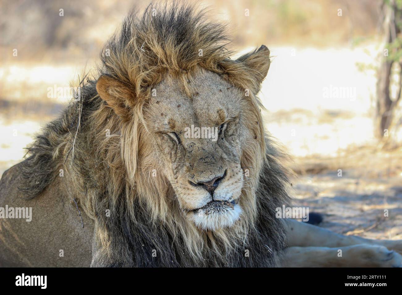 Leone uomo assonnato, Kgalagadi Transborder Park, Sudafrica Foto Stock