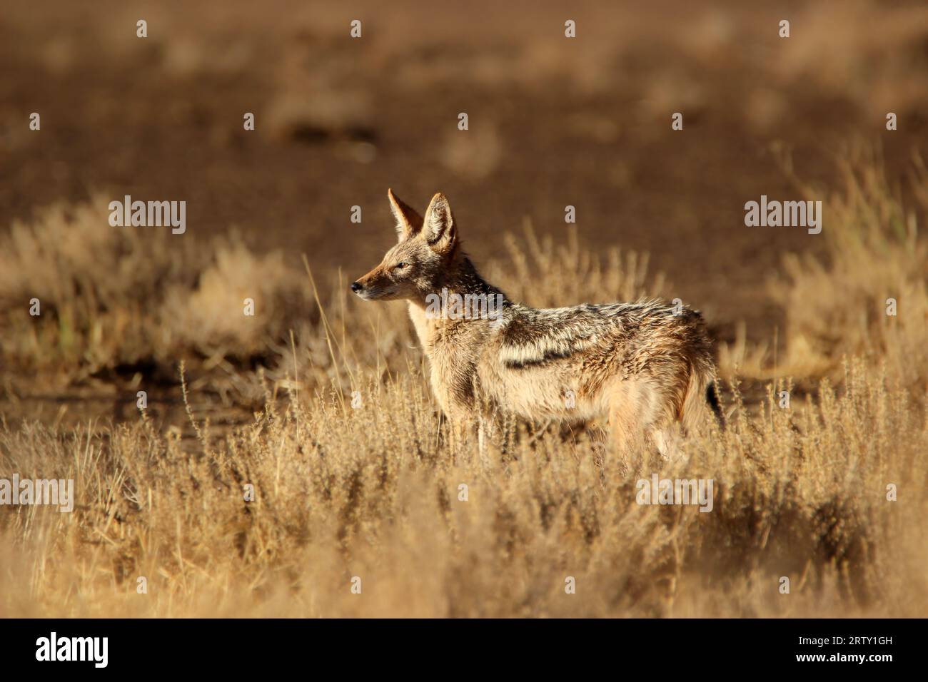 Jackal, Kgalagadi, Kalahari, Sud Africa Foto Stock