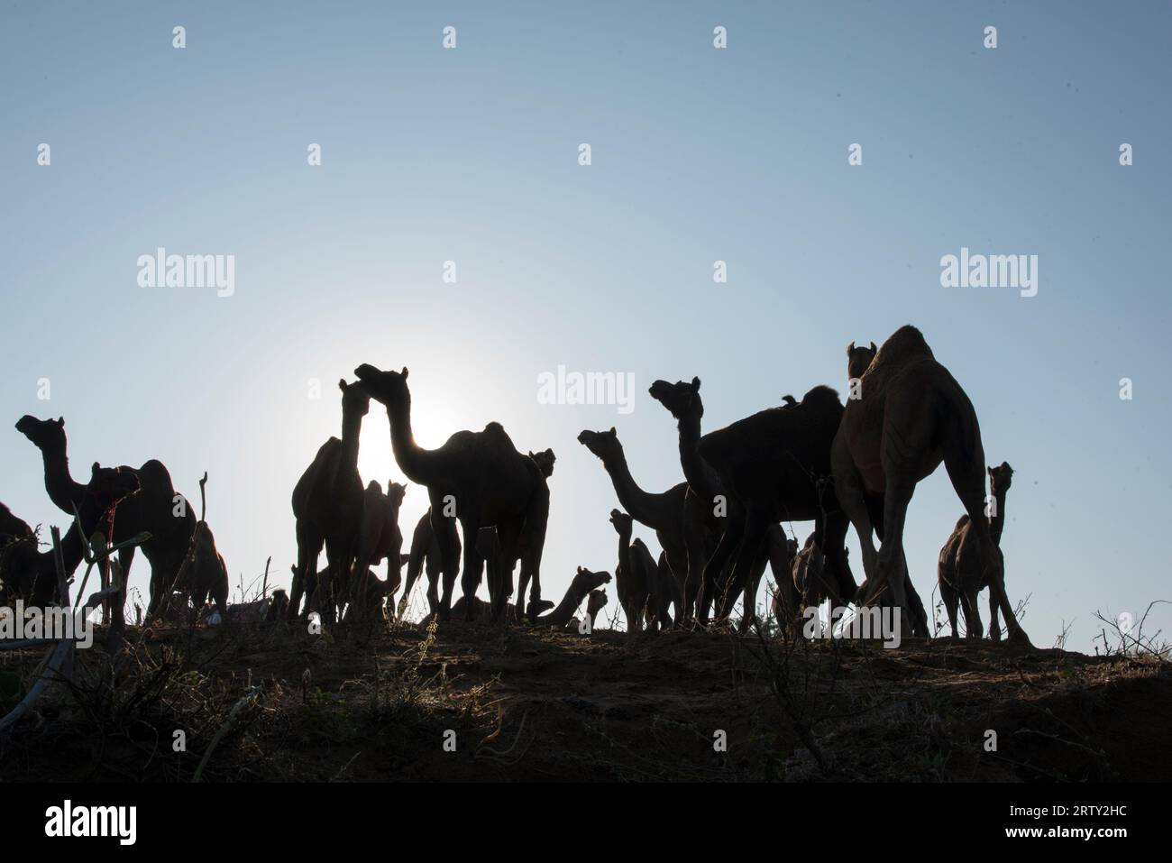 Sagoma di branco di cammelli nel Rajasthan, India. Foto Stock