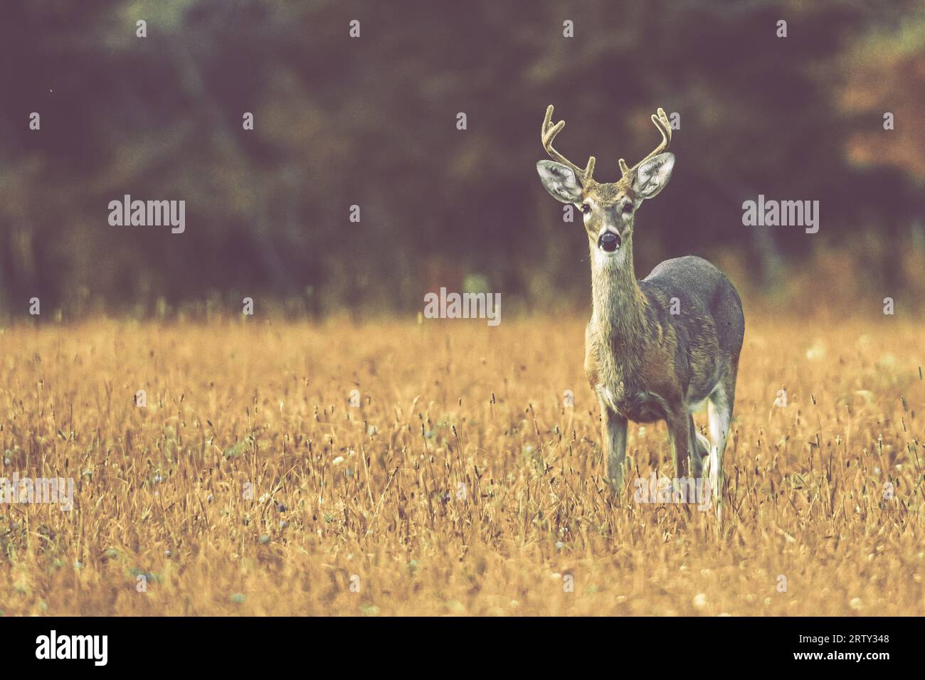 Un Buck si trova in un campo nel West Virginia. Foto Stock