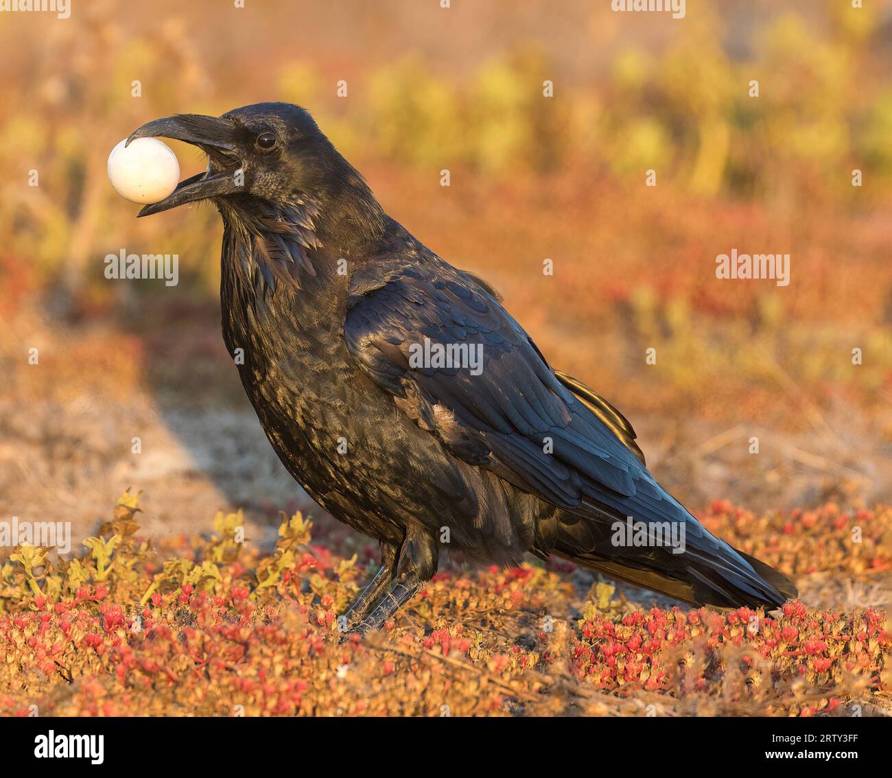 Il corvo comune con un uovo rubato al nido di uccelli non sorvegliati. Palo alto Baylands, California. Foto Stock