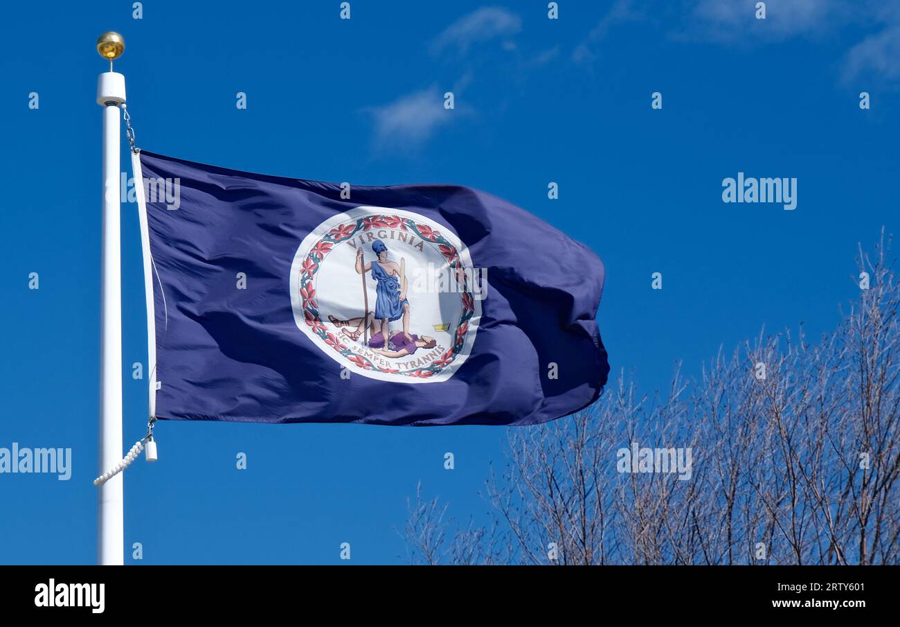 Bandiera dello stato della Virginia che sventola su uno sfondo blu con scarse nuvole bianche e rami di alberi Foto Stock