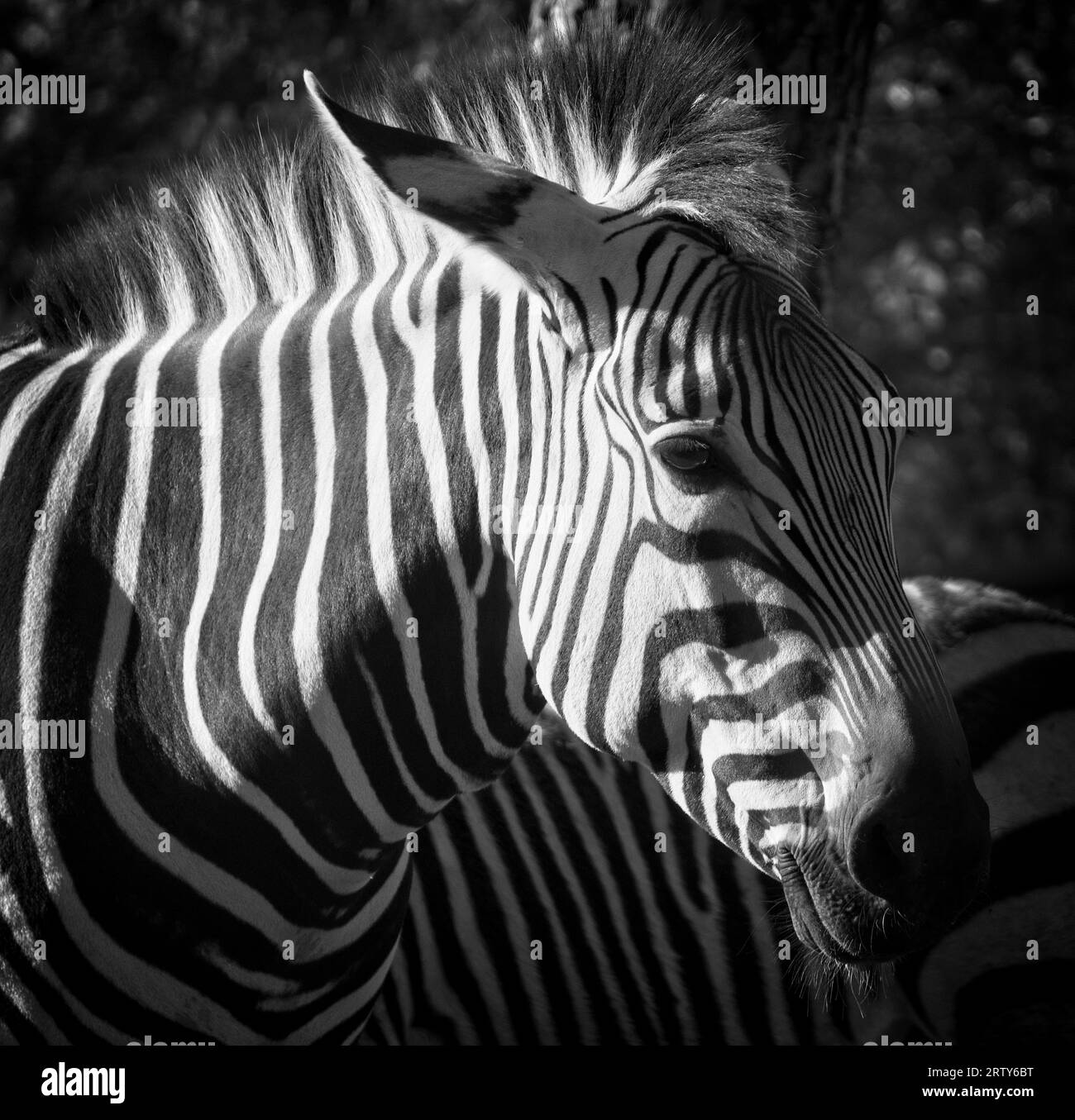 Zoo di Hartmann, Zebra Calgary, Alberta Foto Stock