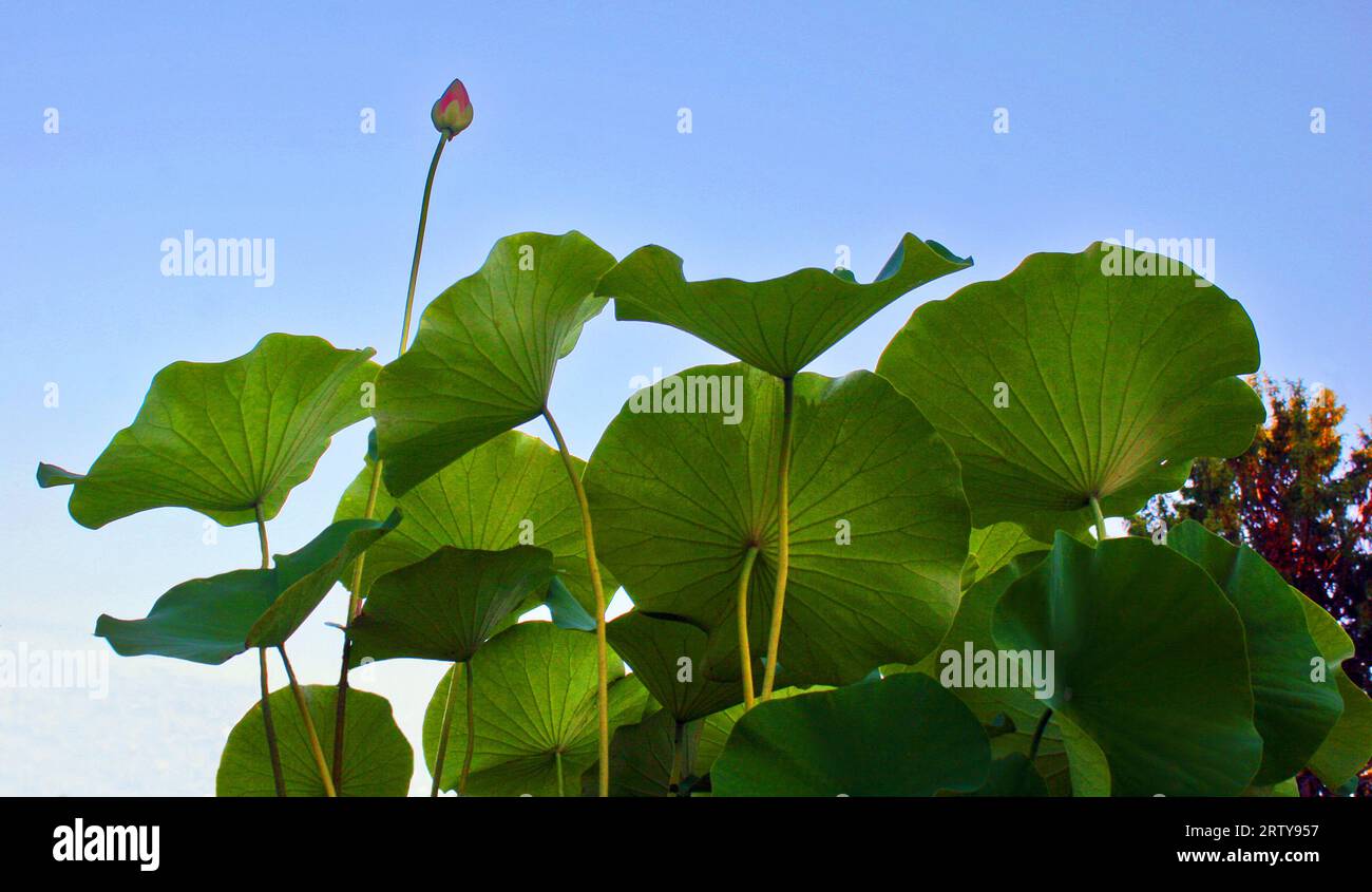 Nelumbo nucifera, noto anche come loto sacro, loto indiano. Foto Stock