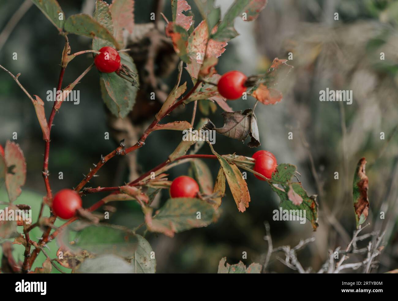 Pianta medicinale, cane-rosa frutto su un cespuglio nella stagione autunnale Foto Stock