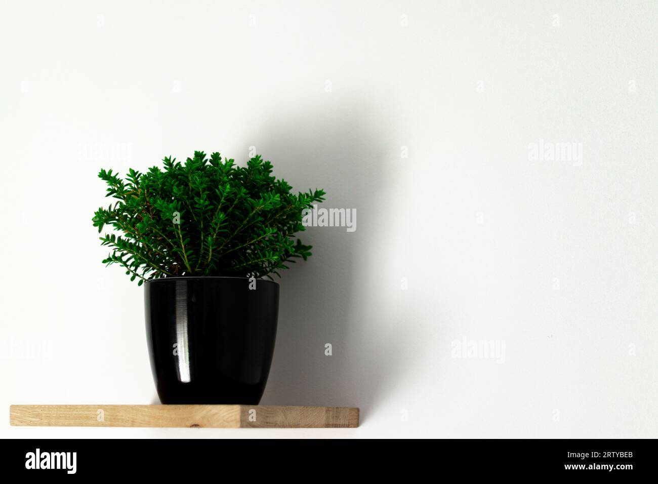 vaso nero con una pianta verde su uno scaffale attaccato al muro, una pianta su sfondo bianco Foto Stock