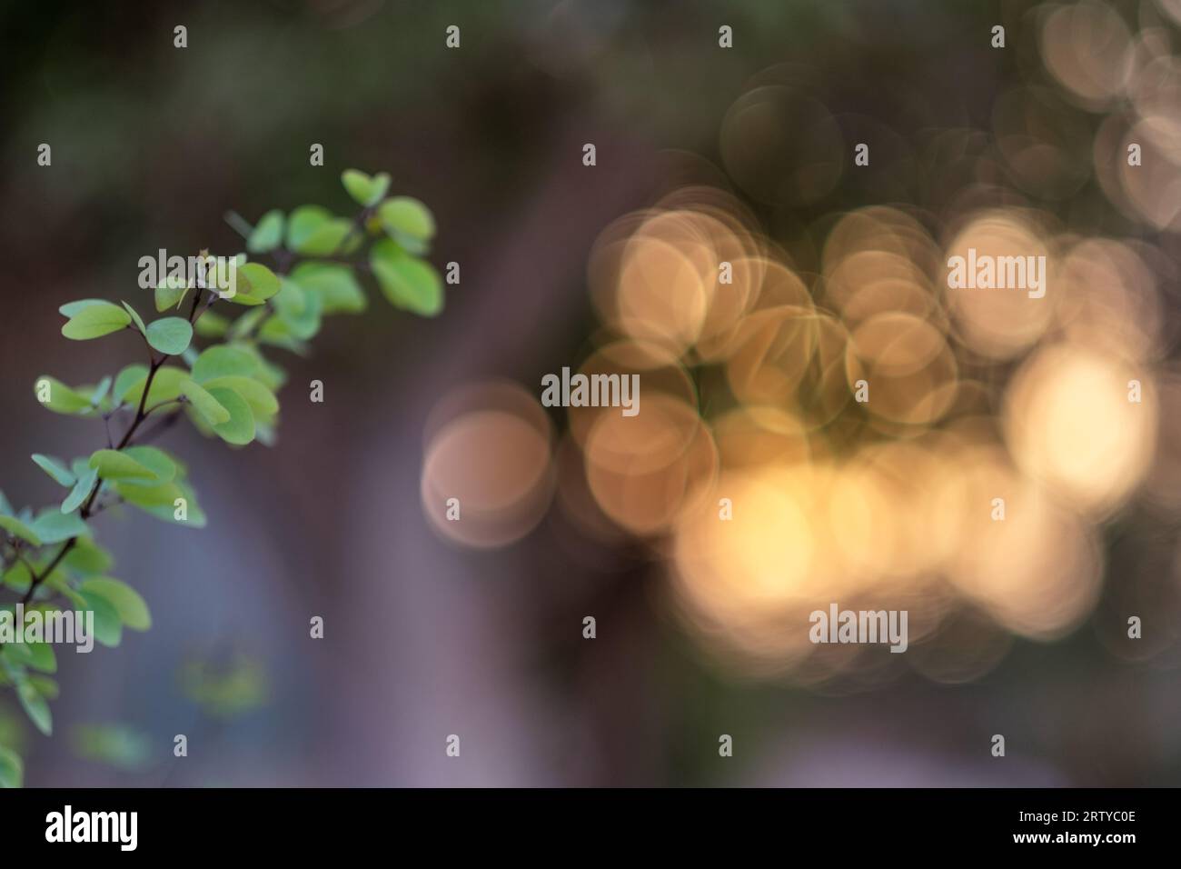 Un primo piano di foglie verdi in un paesaggio sfocato del giardino: Spazio per testo, espressione della natura, del verde e ispirazione per la carta da parati fresca. Foto Stock