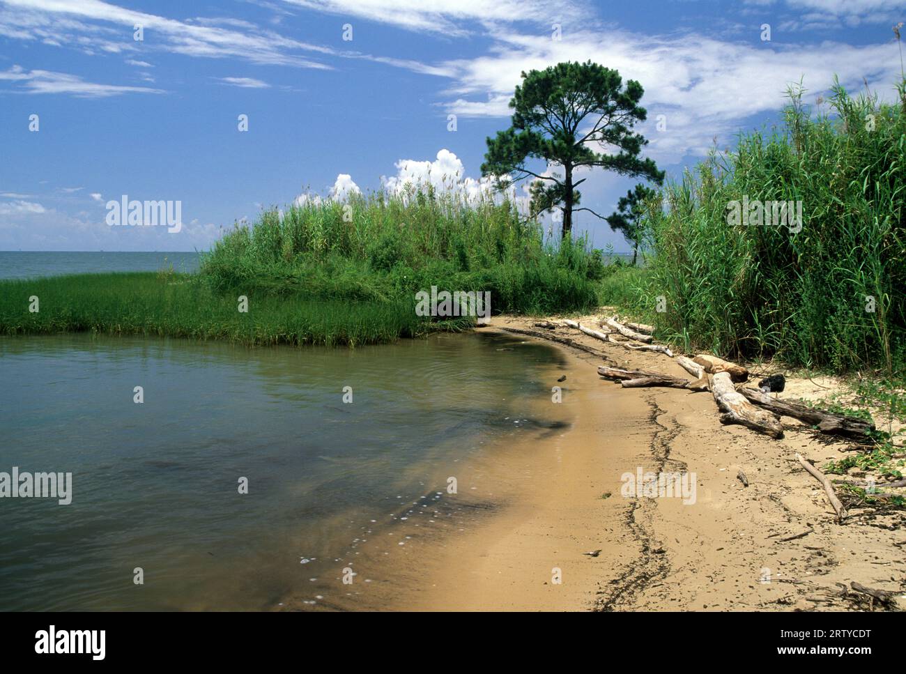 Pine on Shoreline, Bayfront Park, Mobile County, Alabama Foto Stock