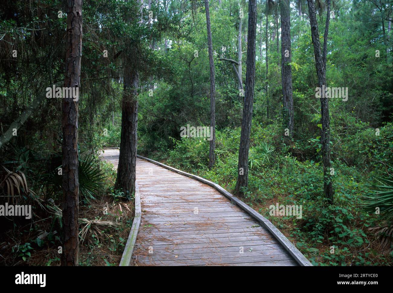 Passeggiata sul lungomare, Dauphin Island Audubon Sanctuary, Alabama Foto Stock
