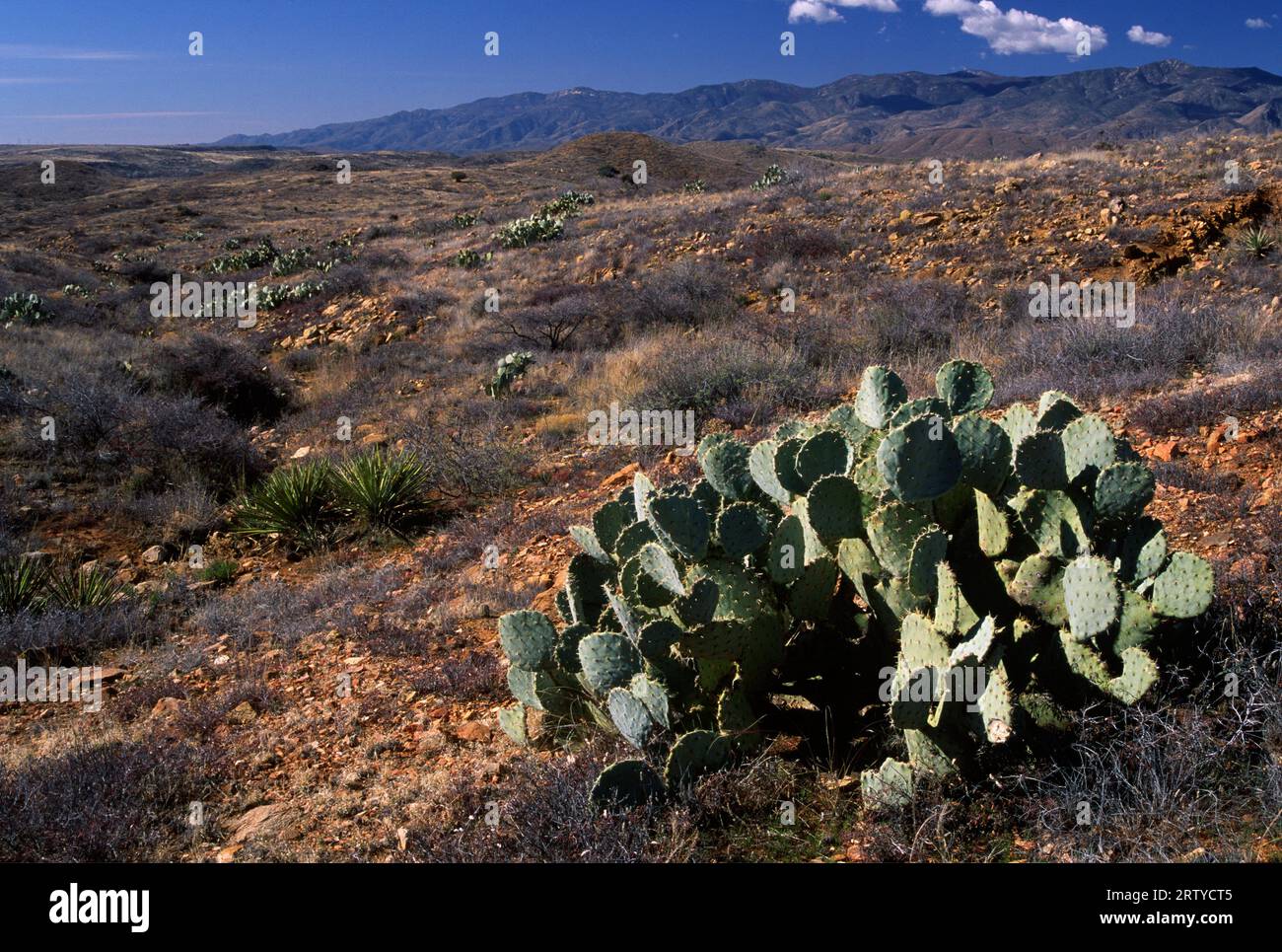 Cactus di fichi d'India fuori Bloody Basin Road, Agua Fria National Monument, Arizona Foto Stock