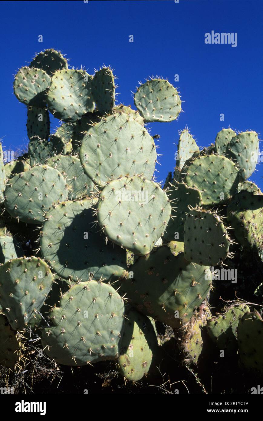 Cactus di fichi d'India fuori Bloody Basin Road, Agua Fria National Monument, Arizona Foto Stock