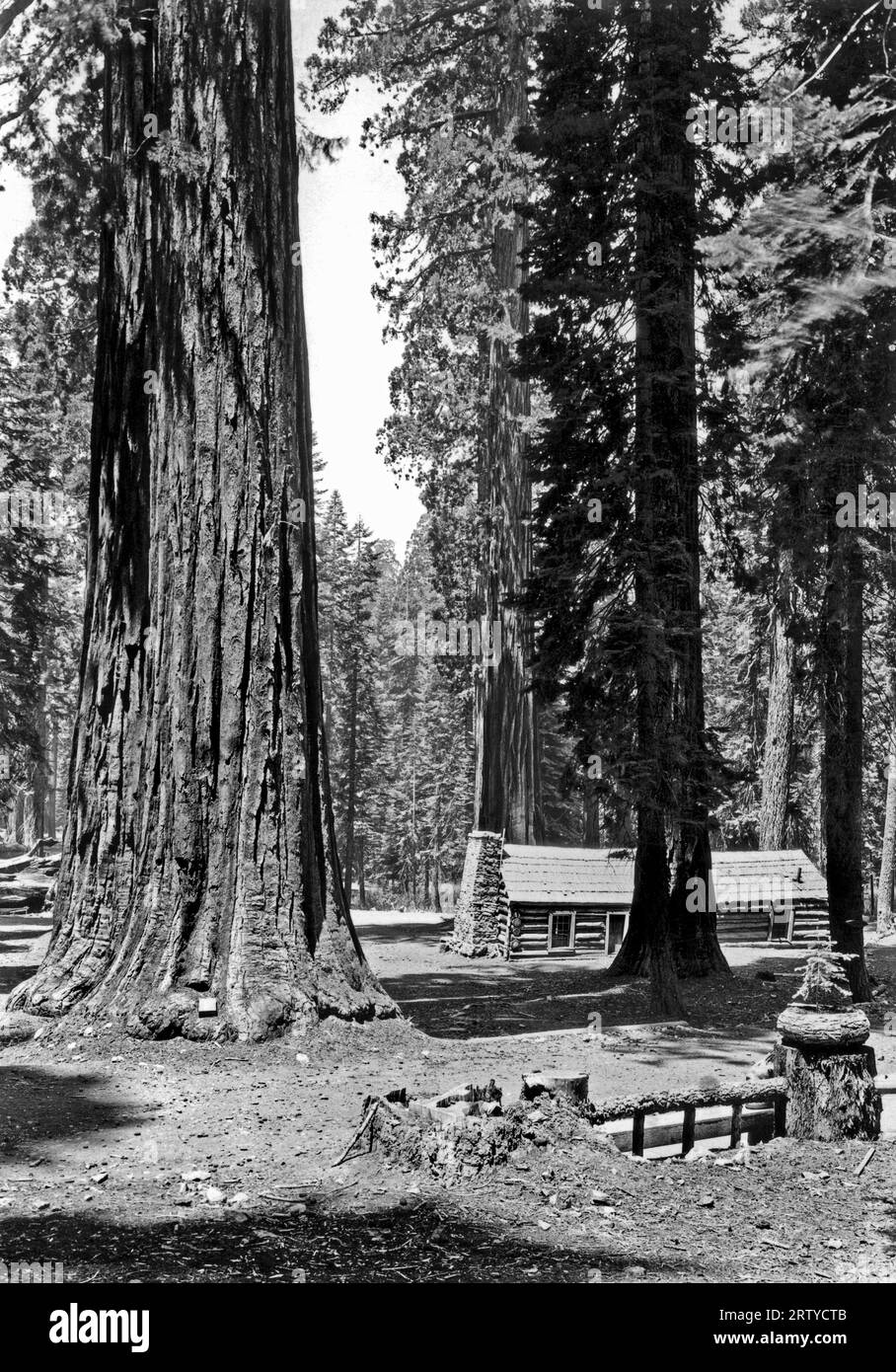 Yosemite National Park, California, 1935 circa. Il Mariposa Grove di alberi di sequoia con la capanna di Galen Clark del 1861 annidata tra di loro. Clark fu il primo Guardiano di Yosemite e dei grandi alberi, e fu il primo uomo bianco a scoprirli. Foto Stock