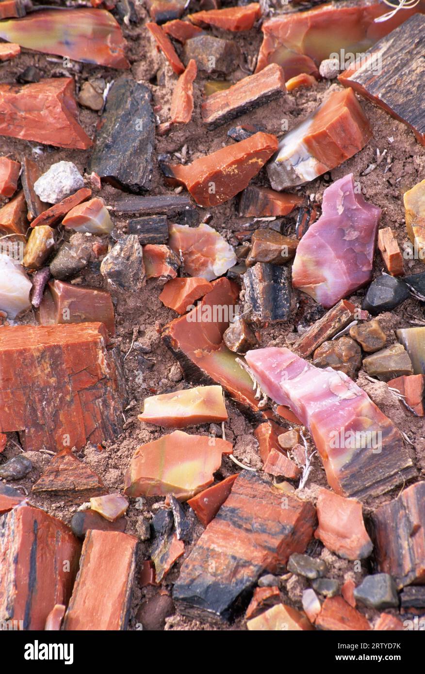 Legno pietrificato chip lungo lungo il sentiero dei registri, Parco Nazionale della Foresta Pietrificata, Arizona Foto Stock