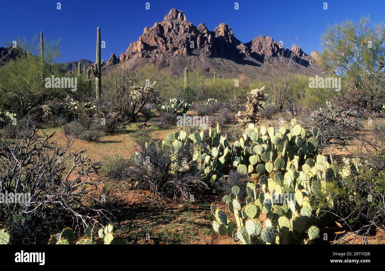 Cactus di fichi d'India a Ragged Top, Ironwood Forest National Monument, Arizona Foto Stock