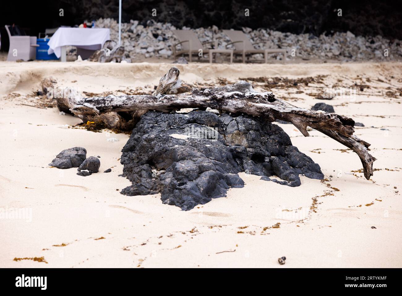 driftwood ha puntato su una roccia sulla spiaggia con cena sullo sfondo Foto Stock