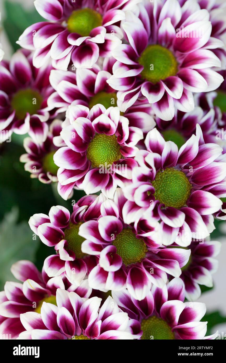 Bouquet di crisantemi multicolori, sfondo. Foto Stock