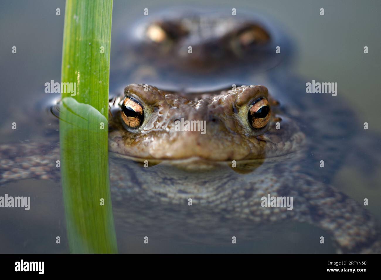 Giunto Bufo Bufo bufo comune. Un paio di enormi rane ceche sulla superficie dello stagno. Dettagli sugli occhi. Tarda estate. Natura della repubblica Ceca. Foto Stock