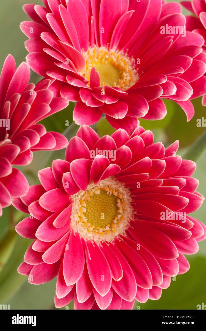 Testa di fiore rosa gerbera, macro. Foto Stock