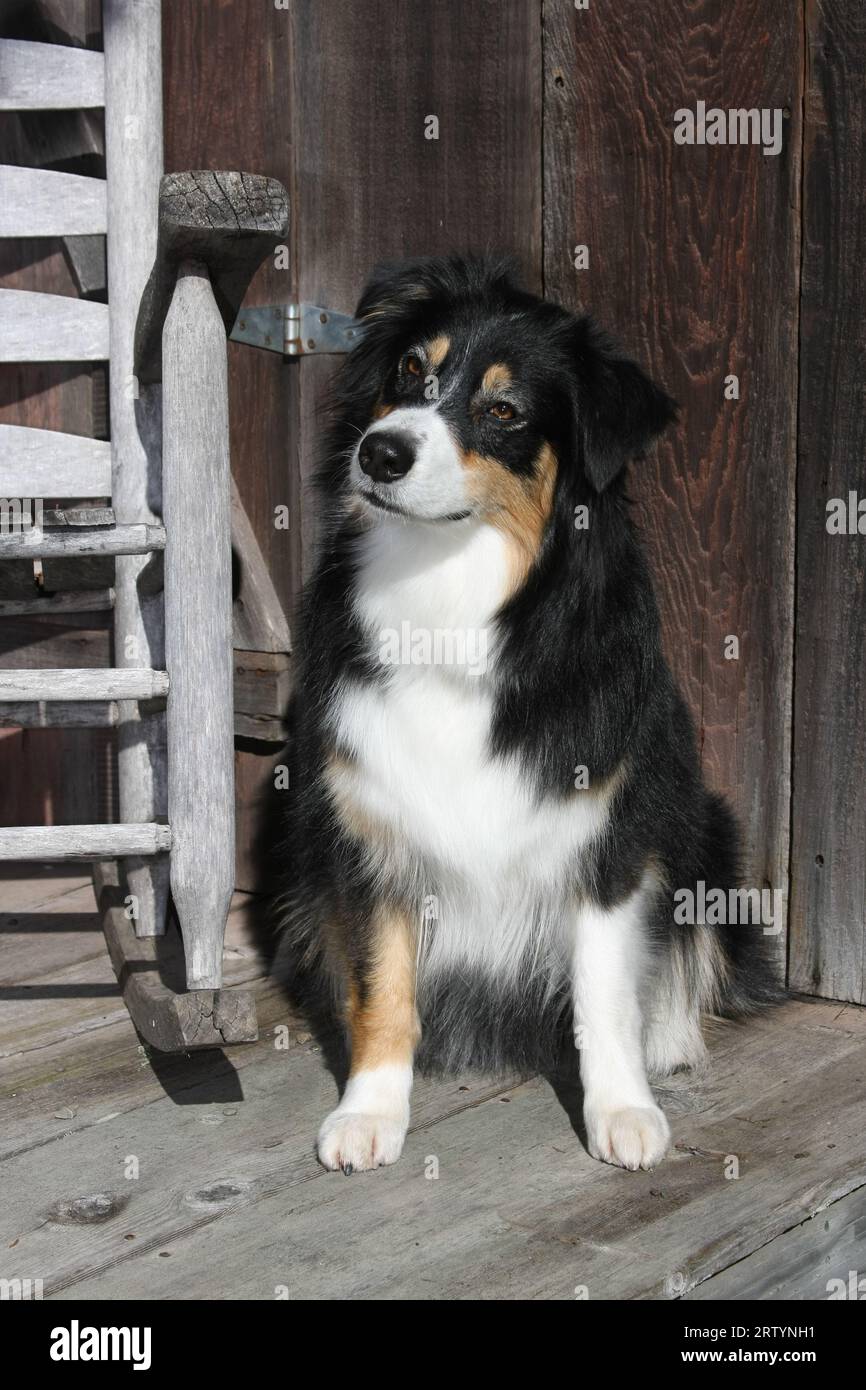 Australian Shepherd seduto su un vecchio portico accanto a una sedia a dondolo. Foto Stock