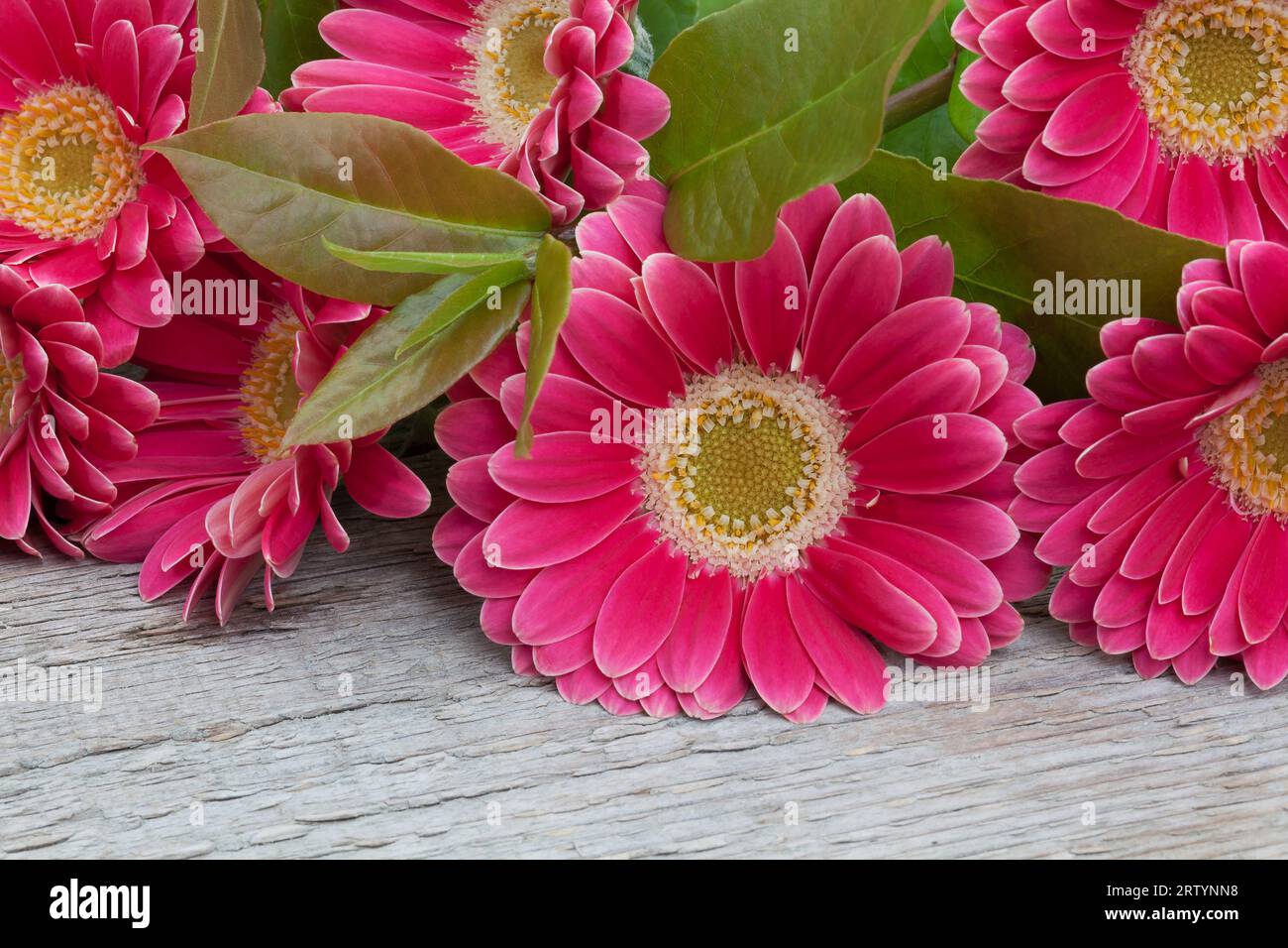 Primo piano dei fiori di gerbera rosa. Foto Stock